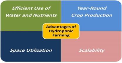 Growing Beyond Soil: The Future of Farming with Hydroponics