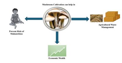 Eco-Friendly Agricultural Waste Management through Pleurotus sapidus Cultivation