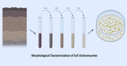 Morphological diversity of some actinomycetes isolated from Durg district of Chhattisgarh