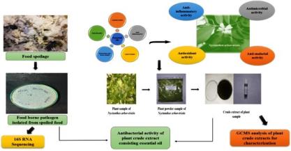 Exploring the antimicrobial properties of essential oils derived from Nyctanthes arbor-tristis on food borne pathogens
